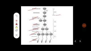 Q Describe blood testis barrier Discuss about stages and factors affecting spermatogenesis [upl. by Ymmat]