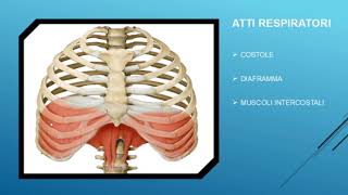 La RESPIRAZIONE POLMONARE linspirazione e lespirazione [upl. by Atinrev905]