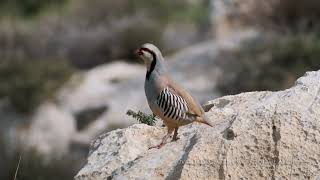 Chuckar Alectoris chukar  חוגלת סלעים [upl. by Edgardo757]