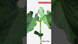 Transport in Plants Simplified  Class 11 Biology  EduCartoon Academy [upl. by Drislane]