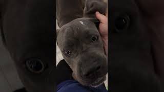 Cane corso long ears canecorso familydog ears doggroomingforbeginners manbestfriend [upl. by Samy830]