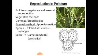 Psilotum  reproduction [upl. by Beker]