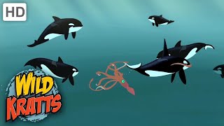 Wild Kratts Animals ATTACK Orca VS Giant Squid [upl. by Velick]