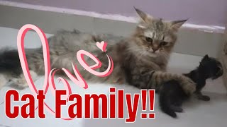 Persian Cat Family  5 Persian kittens [upl. by Pelletier]