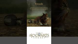 I want a Kneazle kneazle hogwartslegacy [upl. by Hgielac880]