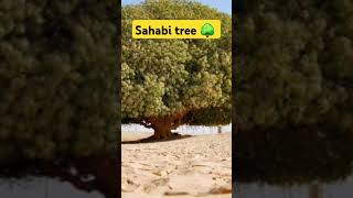 sahabi tree 1445 year old tree 🌳 shorts facts shortsfeed islamic status Islamichistory [upl. by Kitty537]