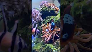 Clownfish Feeds Anemone Before Itself aquarium shorts [upl. by Bertrand]