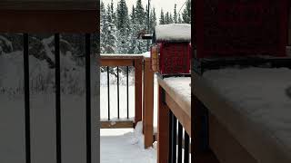 The Pine Grosbeak’s have made their way back to the feeder 🥰 [upl. by Sherrill]