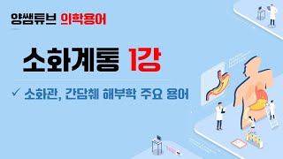 의학용어소화계통 1교시해부용어 [upl. by Seldun]