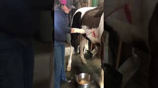 Horse Pneumonia Thoracocentesis Chest tube pleural effusion for Valley Fever pleuropneumonia [upl. by Odlawso870]