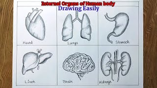 How to draw human internal organs  internal organs of human drawing  Amazing arts [upl. by Oelak]