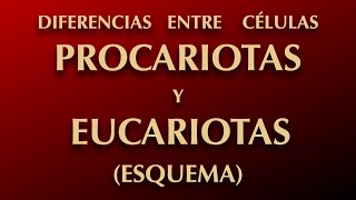 DIFERENCIA ENTRE CÉLULAS PROCARIOTAS Y CÉLULAS EUCARIOTAS ESQUEMA [upl. by Domingo]