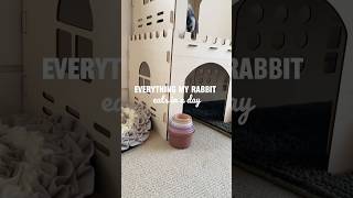 What Oakley eats in a Day 🐰  pets bunnylife whatieatinaday asmr petcare [upl. by Alhan661]