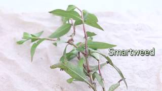 Bence Carter Video 3 Managing Smartweed and Alligatorweed [upl. by Narruc]