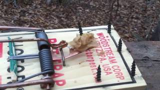 rat trap modified for squirrels 1 [upl. by Ycart285]