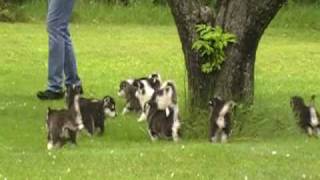 Alaskan malamute puppies6 weeks [upl. by Anyek362]