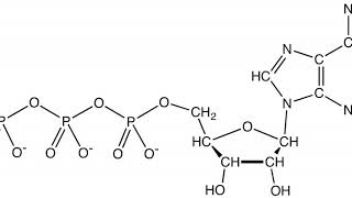 Adenosine triphosphate  Wikipedia audio article [upl. by Michal]