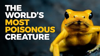 The Insane Biology of The Poison Dart Frog [upl. by Assira]