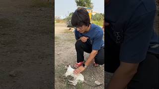 Biliki per tudgaya  m vlog cat souravjoshivlogs catlover [upl. by Lanny]