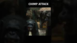 Terrifying Chimp Attack  SHORTS  Nature Bites [upl. by Ellehc]