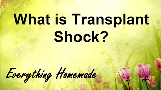 What is Transplant Shock [upl. by Aennil]