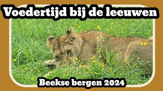 voedertijd bij de leeuwen Beekse bergen 2024 [upl. by Adnaw]