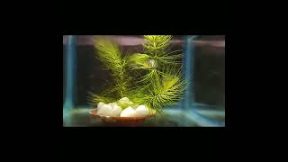 CeratophyllumHornwort aquatic plant for planted aquarium 🪴 [upl. by Castor]