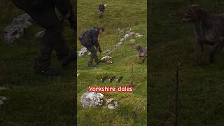 Yorkshire Moors Hunting With goshawks and ferrets hunting gamemeat wildlife [upl. by Amerigo]