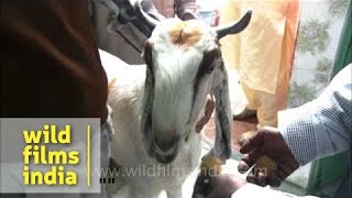 Goats last supper before qurbani on BakriId Delhi [upl. by Giarg]