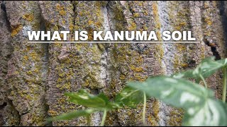 What is Kanuma Soil  Bonsai Soil [upl. by Alf]