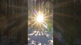 Winter Forest Sunset with Birds Singing  Relaxing Nature Sounds [upl. by Guyon]