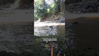 Mancing wader waderbabon mancing [upl. by Rodina994]