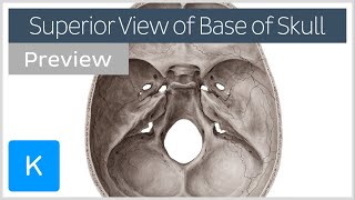 Superior view of the base of the skull preview  Human Anatomy  Kenhub [upl. by Toth]