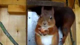 red squirrel kittens squabbling over food [upl. by Harifaz]