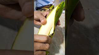 paso para pelar un plátano 🍌 🇩🇴 [upl. by Htiaf]