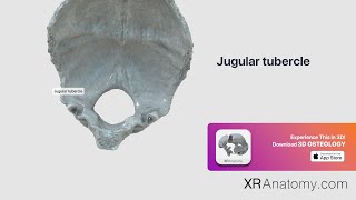 Occipital Bone  Jugular tubercle [upl. by Anemolihp]