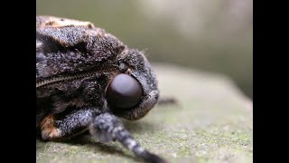 The moth that squeaks  the Deaths head Hawk moth [upl. by Ehlke]