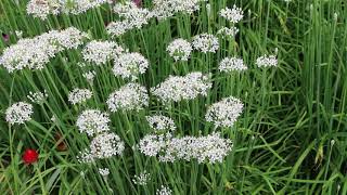 Garlic chives Allium tuberosum  Plant Identification [upl. by Fernandina]