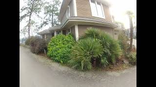 No Winter protection needed for Chamaerops Palm trees on the Gulf Islands [upl. by Uyr]