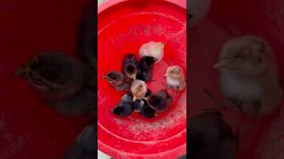 Baby chickensshortsfeed chicken viralshort shortsyoutube tiktok [upl. by Lauren846]