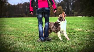 Australian shepherd Brandy  dog tricks video [upl. by Mose]