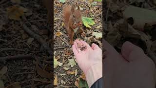 🌰🐿the squirrel chose a long nut squirrelvideos animalsvideo [upl. by Haym638]