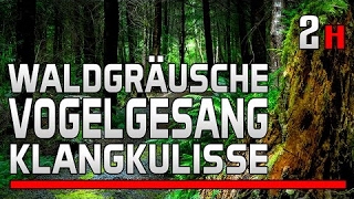 🐤 Wald Geräusche des Waldes Waldgeräusche Naturklänge Sound zum Entspannen zum Einschlafen 💤 [upl. by Channing]