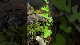 Native Terrarium UPDATE ¦ Nature Sounds [upl. by Bathesda]