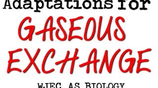 WJEC BIOLOGY AS LEVEL BY2  Adaptions For Gaseous Exchange [upl. by Robinson787]