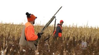 Aberdeen Pheasant Hunt  Prairie Sportsman [upl. by Higinbotham]