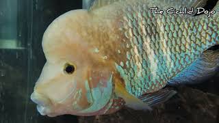 Andinoacara Stalsbergi quotTrue Green Terrorquot wild caught male cichlid aquarium [upl. by Ange]