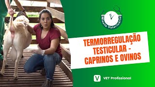 Reprodução de Caprinos e Ovinos termorregulação testicular [upl. by Klemm477]