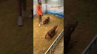 231 duroc gilt sale 2 [upl. by Anthia]