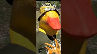 What The Sigma Ligma [upl. by Flanagan]